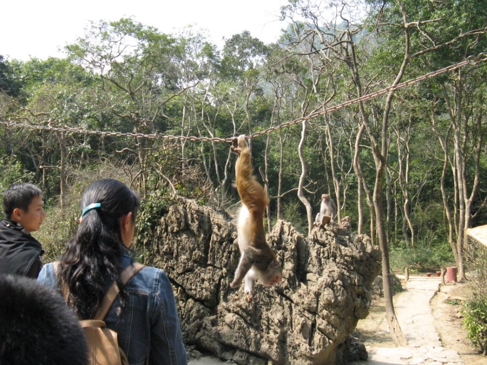 人教版二年级看图写话《观猴》_第3页