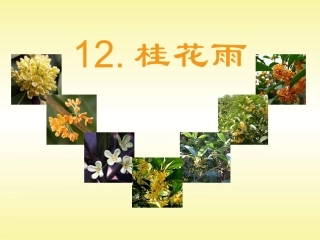 12.桂花雨