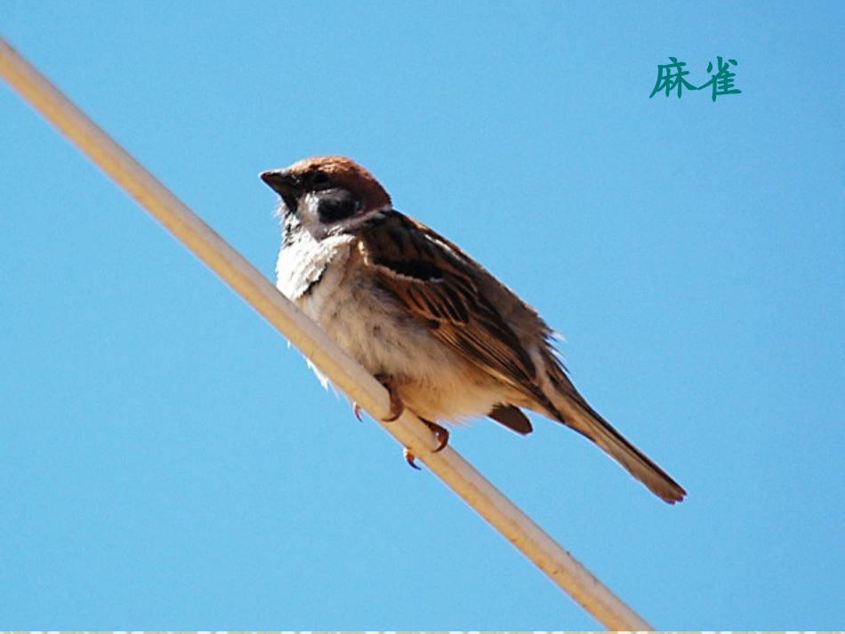 苏教版初二语文上册《明天不封阳台》课件_第1页