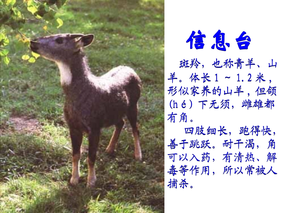斑羚飞渡课件1_第3页