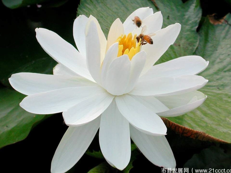 第三板块《池上》_第2页