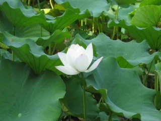 第三板块《池上》