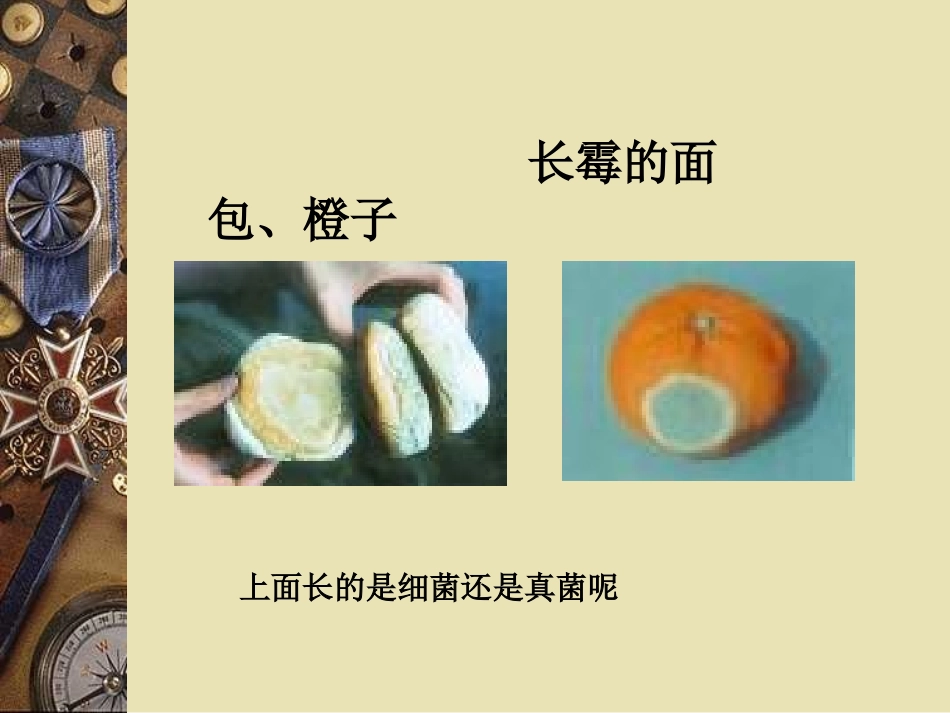 《细菌和真菌的分布》课件_第3页