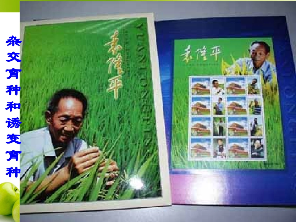 6.1《杂交育种与诱变育种》-课件-杨秋媚_第1页