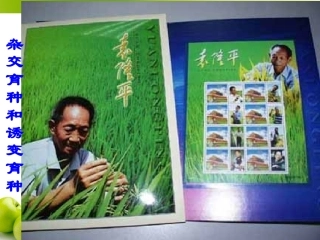 6.1《杂交育种与诱变育种》-课件-杨秋媚