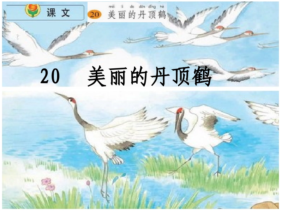 《美丽的丹顶鹤_第1页