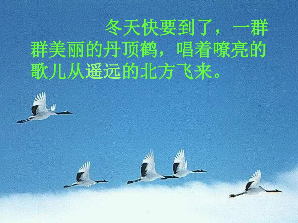 《美丽的丹顶鹤_第2页