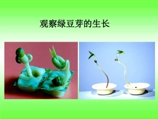 观察绿豆芽的生长