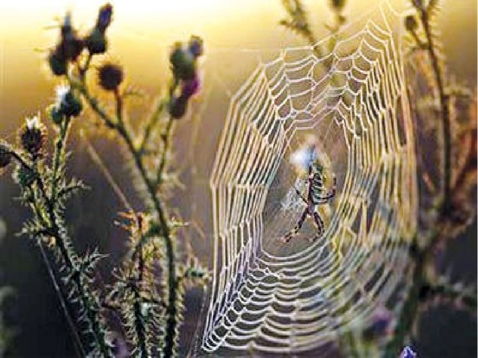 基因工程及其应用_第2页