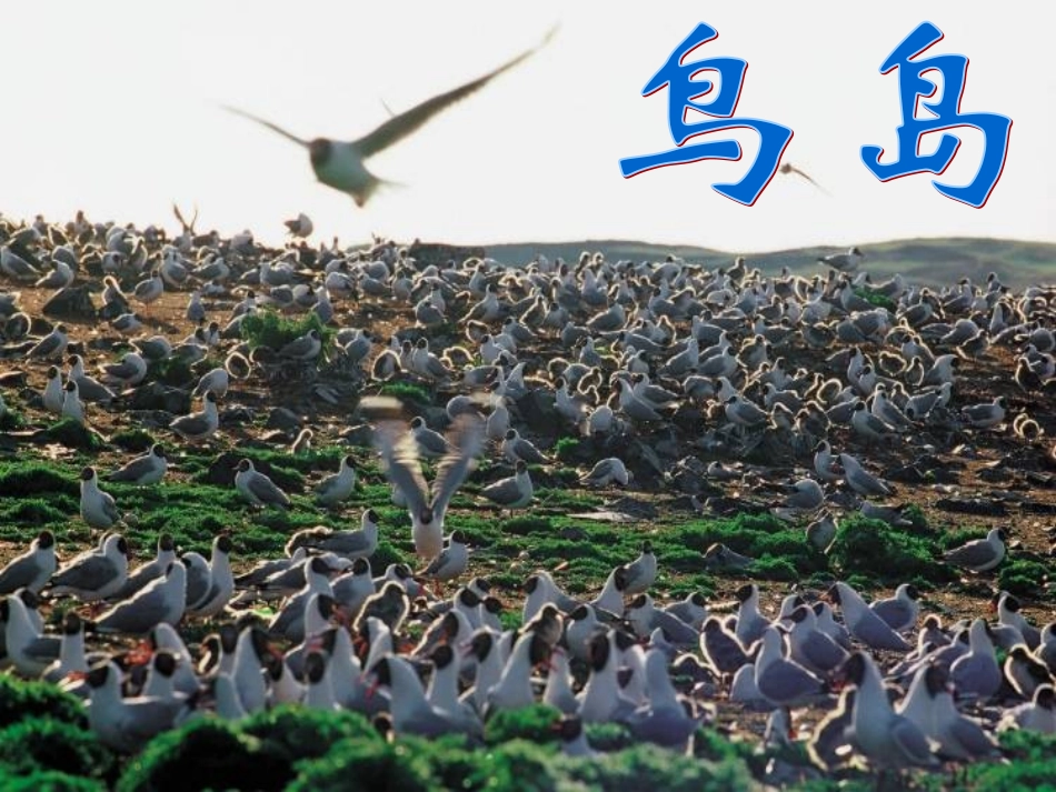 18、鸟岛课件_第1页