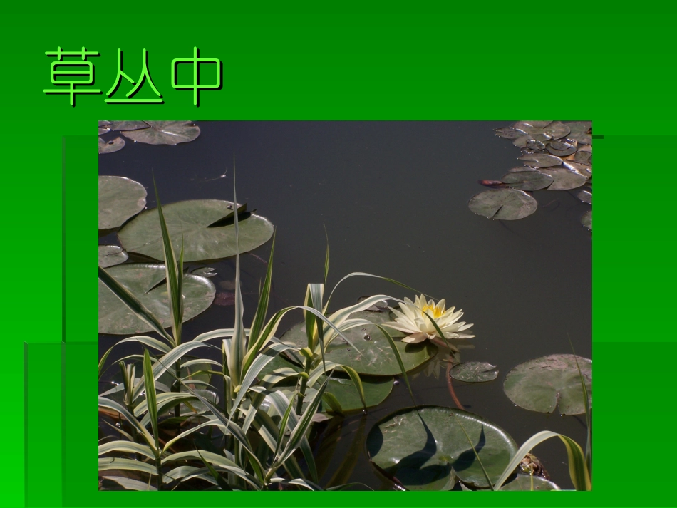 草丛中PPT_第2页