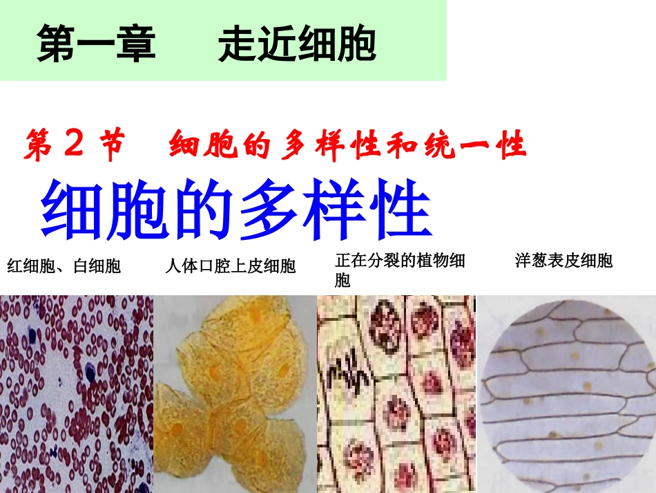 1.2细胞的多样性和统一性_第1页