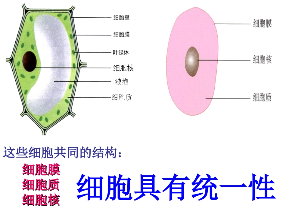 1.2细胞的多样性和统一性_第2页