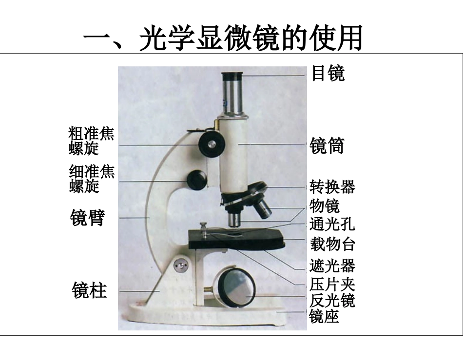 1.2细胞的多样性和统一性_第3页