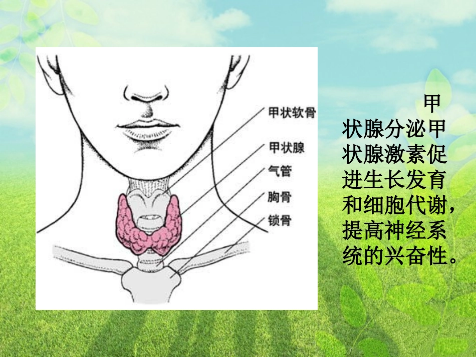 甲状腺和甲状腺激素_第2页