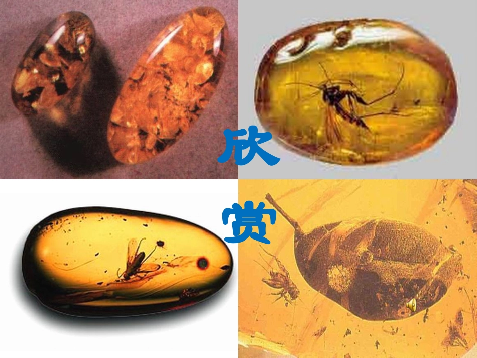 21《琥珀课件_第3页