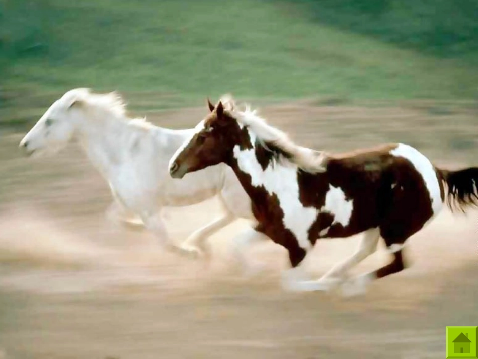 《马》教学课件_第2页