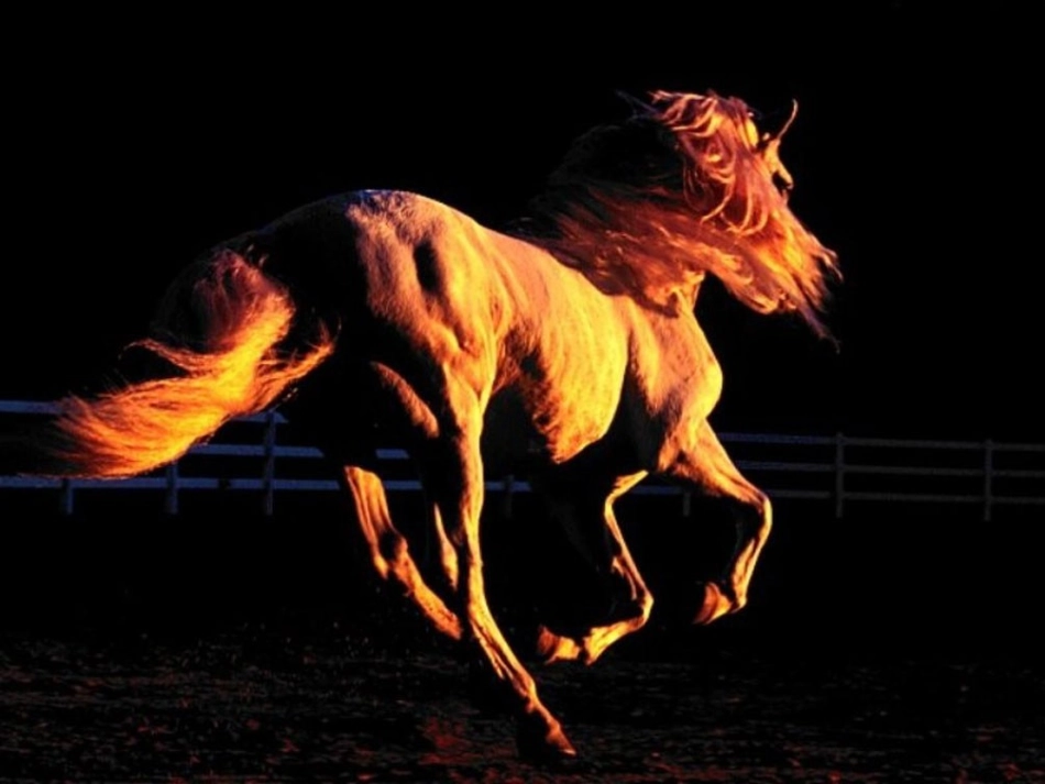 《马》教学课件_第3页