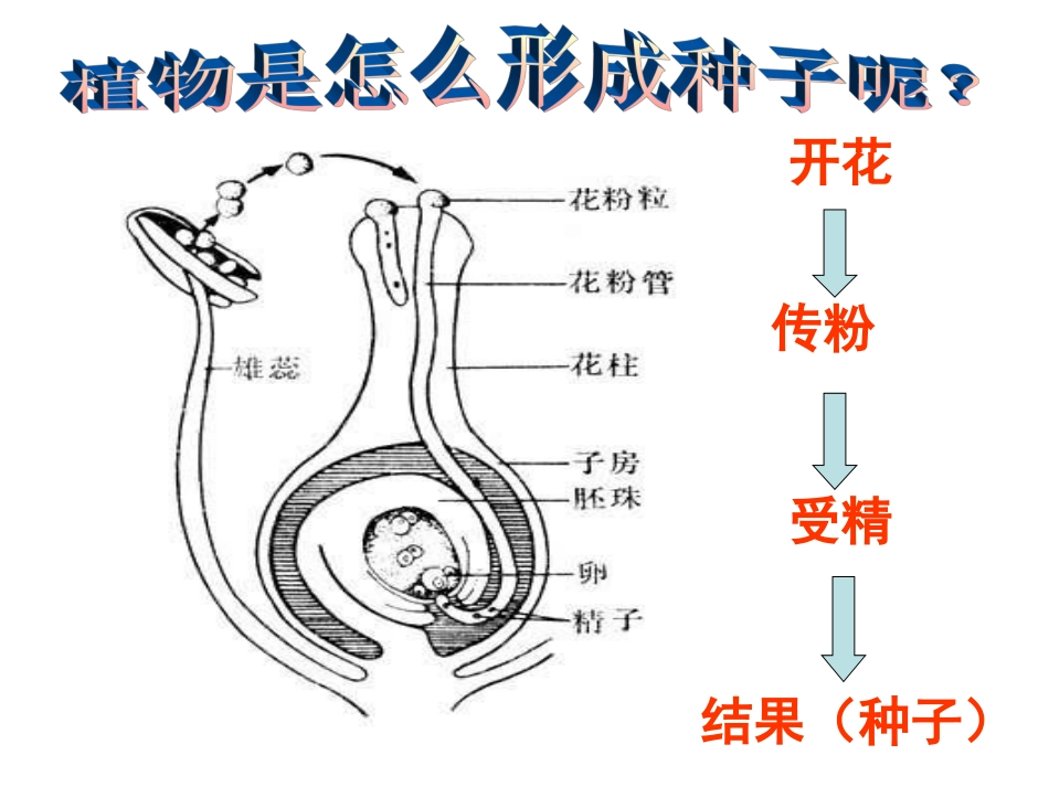 四下二7动物的繁殖活动_第2页
