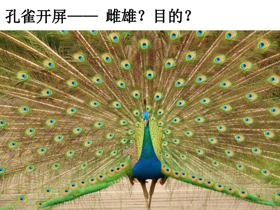 四下二7动物的繁殖活动_第3页