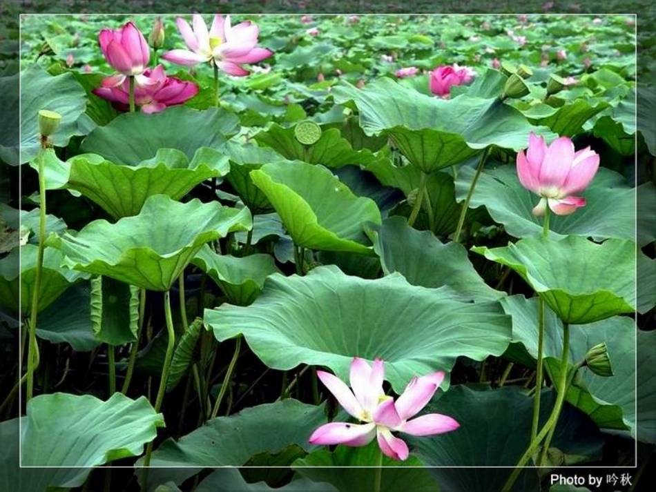 《芦花荡》ppt课件(39页)_第3页