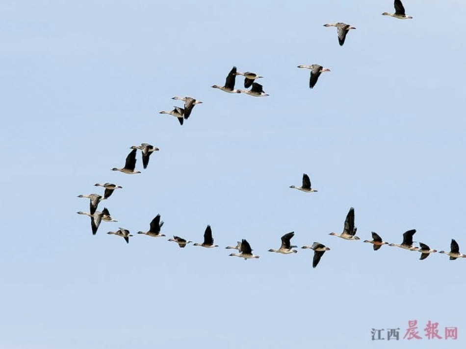 第五课雁群飞_第3页