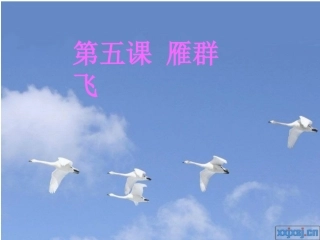 第五课雁群飞
