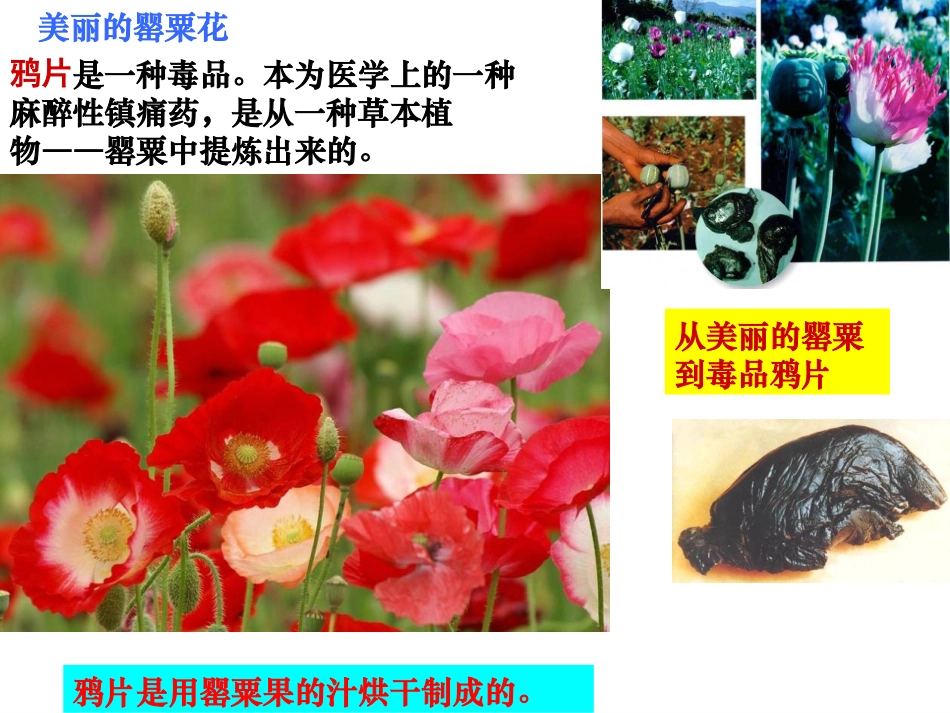 第1课--鸦片战争_第2页