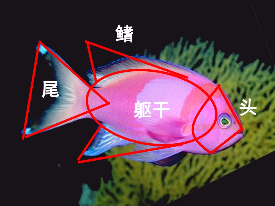 人美版小学美术一年级上册《谁画的鱼最大》课件_第2页