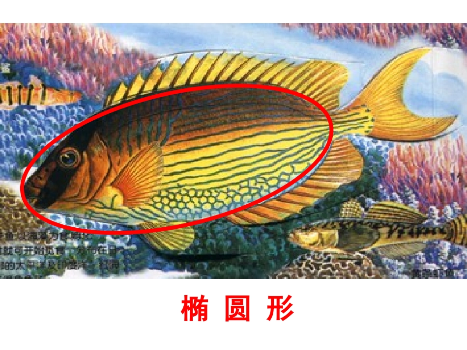 人美版小学美术一年级上册《谁画的鱼最大》课件_第3页