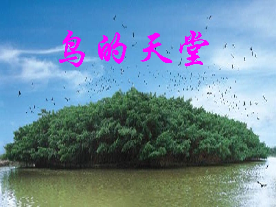 《鸟的天堂》课件_第1页