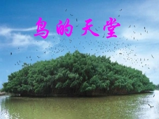 《鸟的天堂》课件
