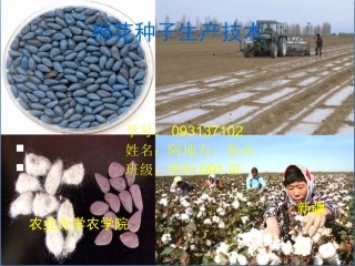 种子生产001学