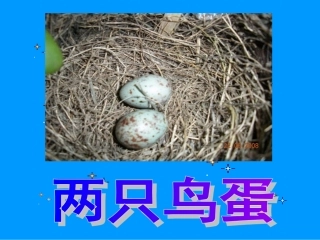 两只鸟蛋[1]公开课