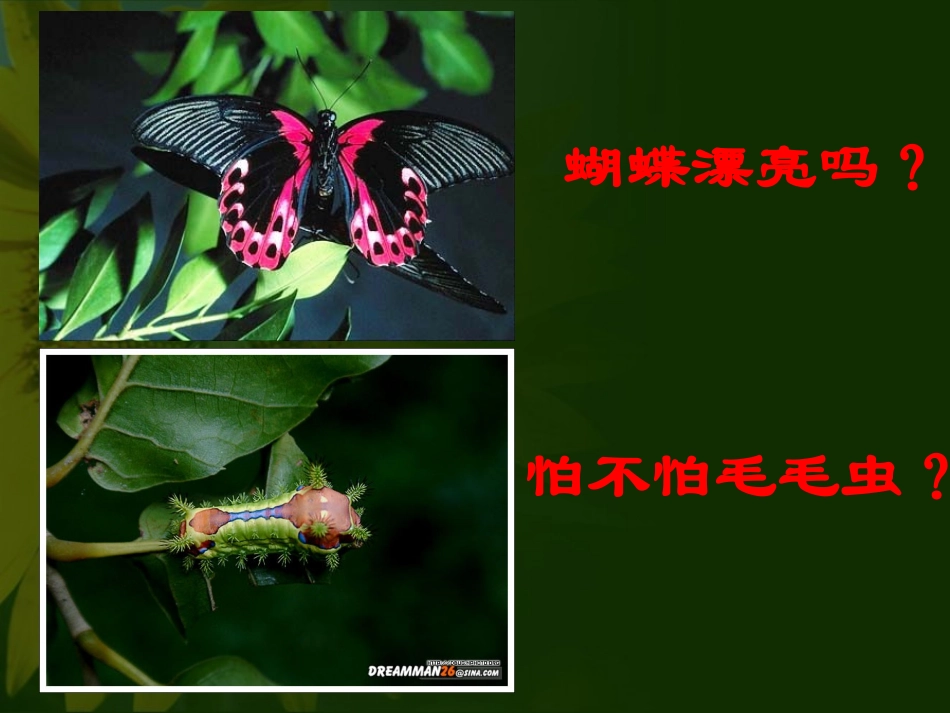 第二节昆虫的生殖和发育_第2页