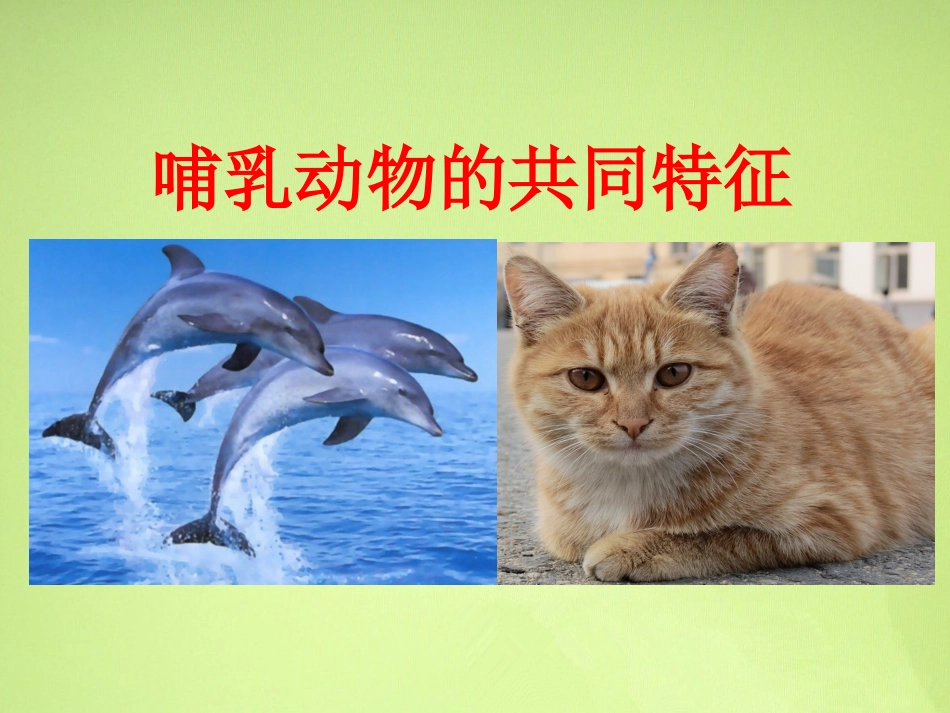 哺乳动物的共同特征_第1页