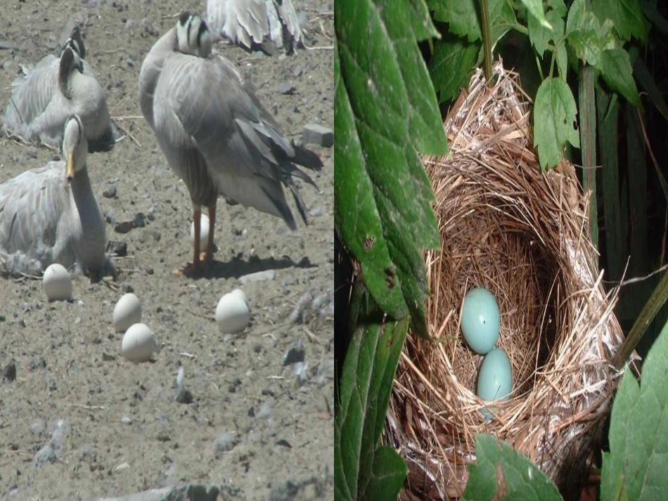 18.鸟岛课件2_第3页