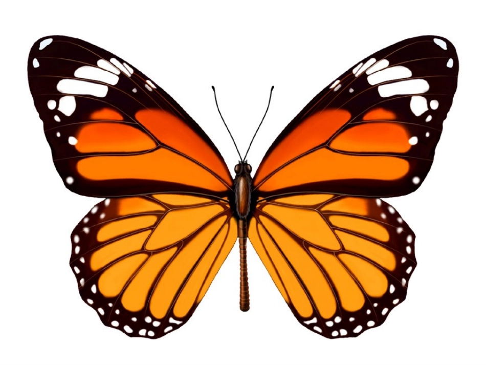 7.1轴对称现象_第2页