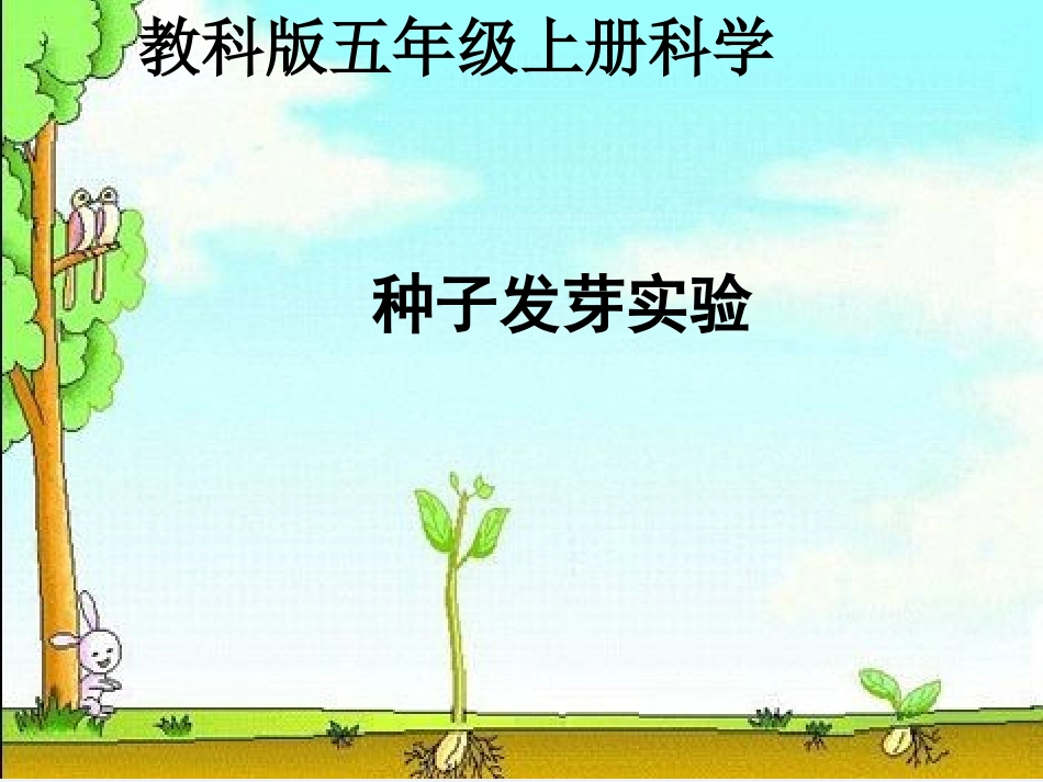 1.1《种子发芽实验1》_第1页