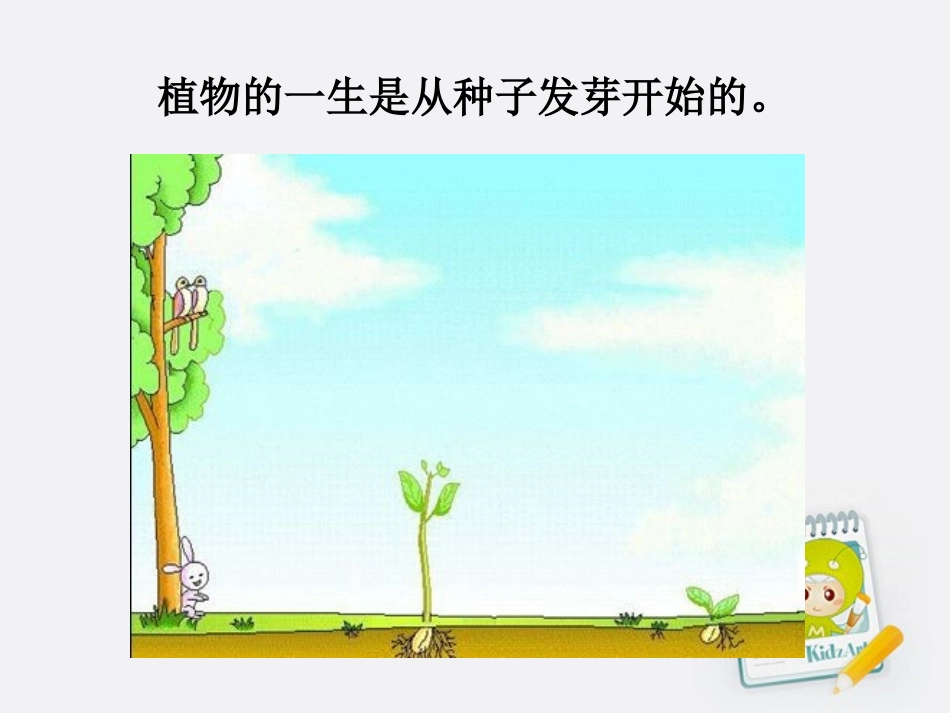 1.1《种子发芽实验1》_第2页