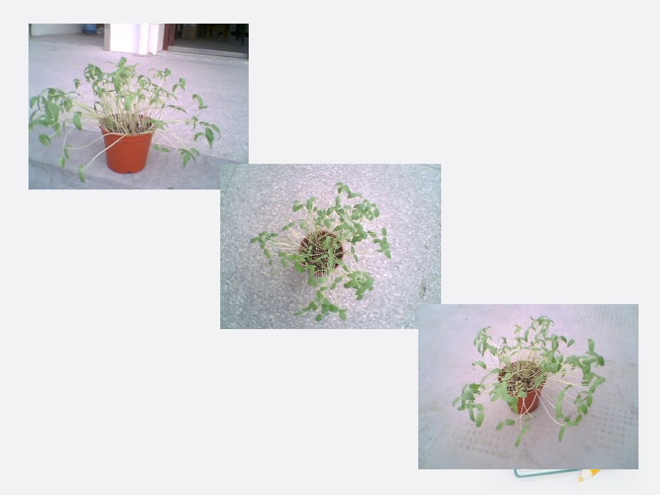 1.1《种子发芽实验1》_第3页
