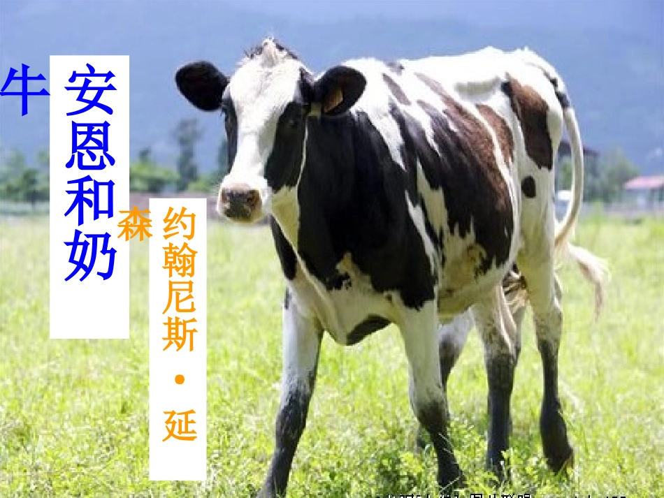 4安恩和奶牛_第1页
