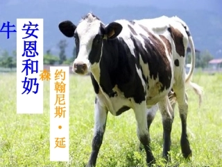 4安恩和奶牛