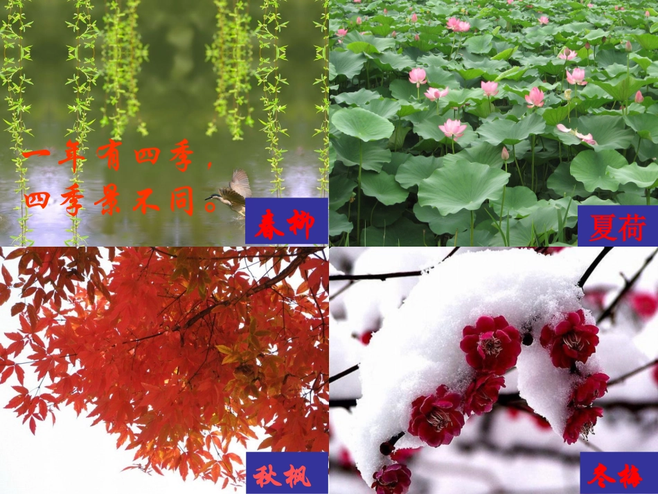 16大自然的语言课件2_第2页