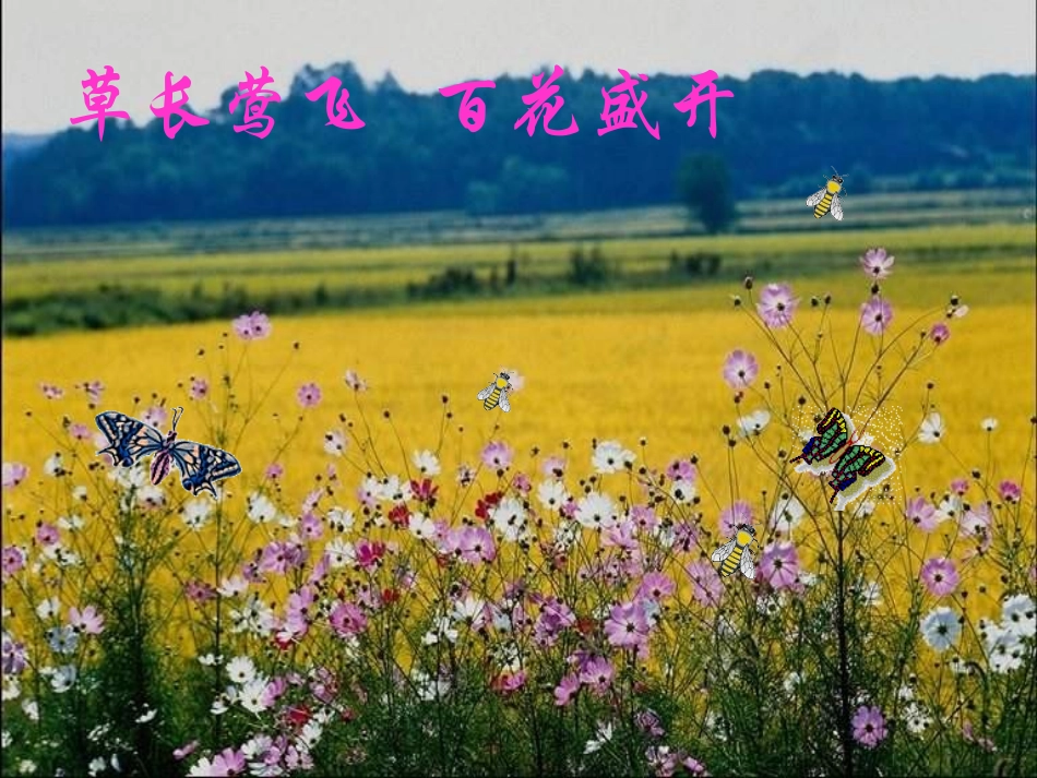 16大自然的语言课件2_第3页