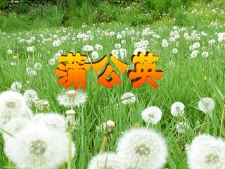 8.蒲公英(已修改)