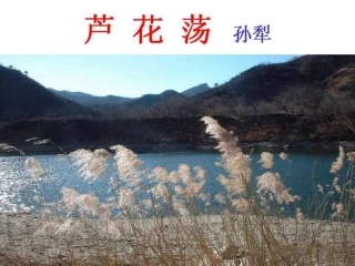 芦花荡1完成稿