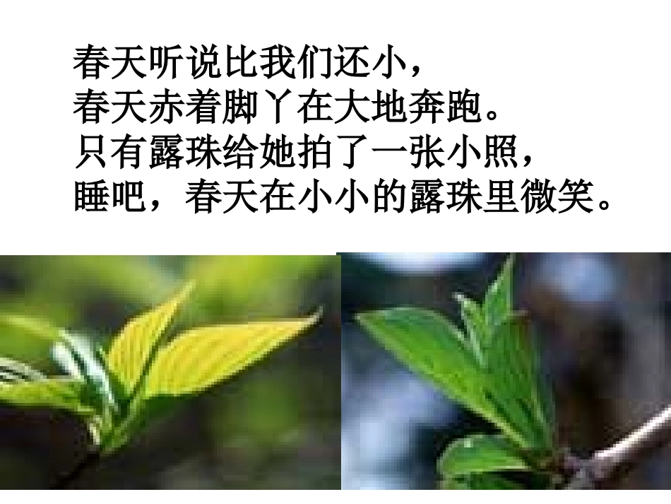 21真想变成大大的荷叶_第3页
