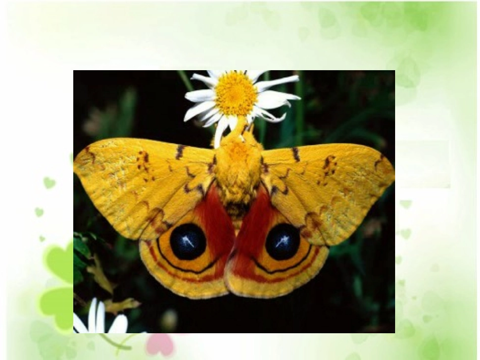 小学五年级数学上册轴对称图形(宁小玲)_第3页