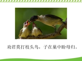 《翠鸟》模拟课堂1213